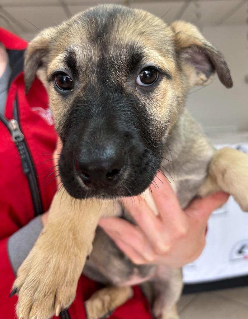 Bonnie, a Adoptable mixed breed in Midland, TX image 4/6