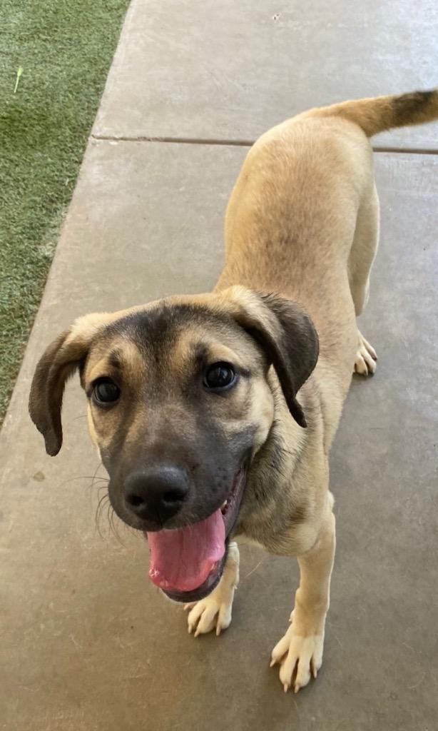 Bonnie, a Adoptable mixed breed in Midland, TX image 5/6