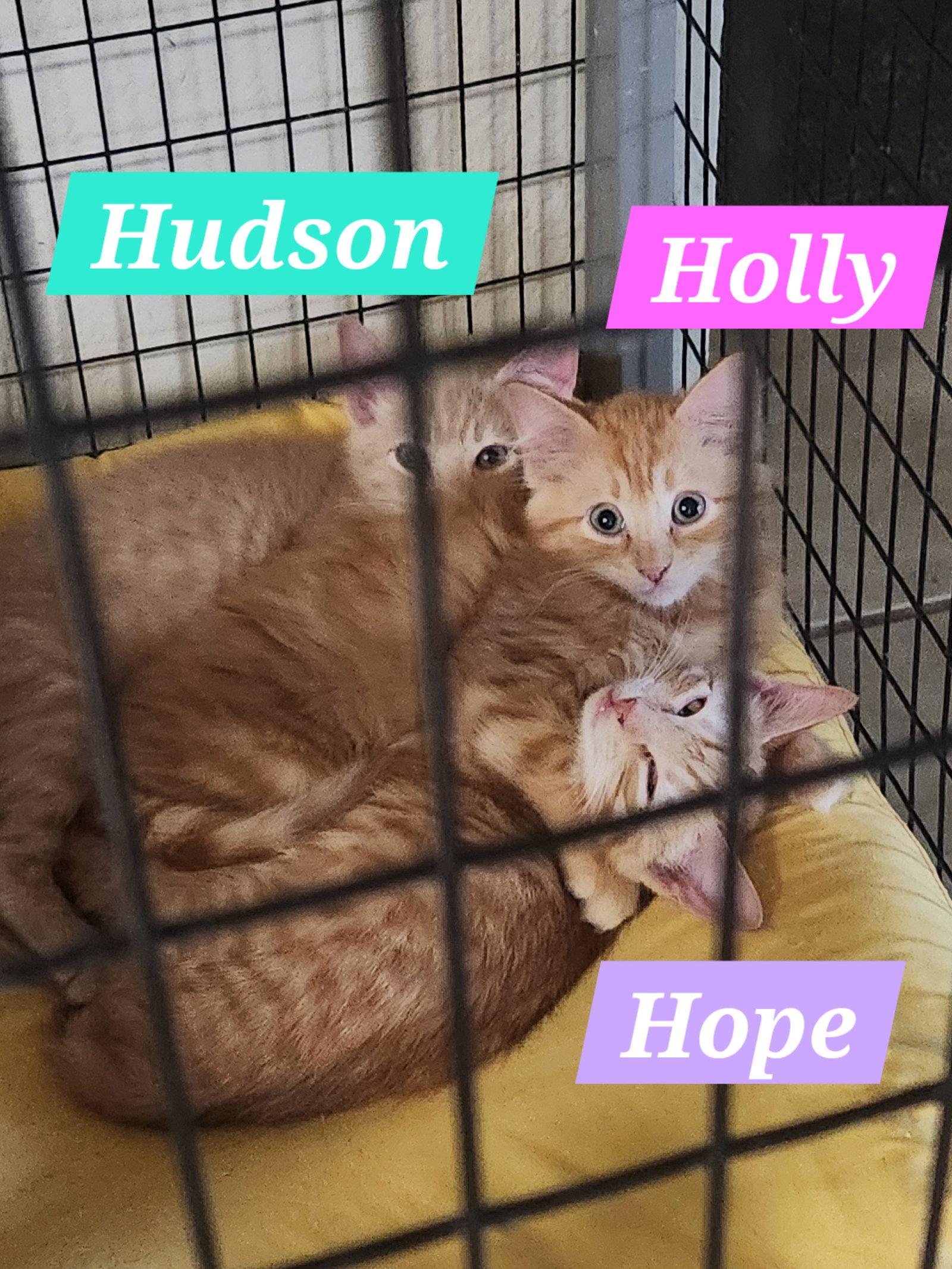 Hope, Adoptable, Kitten Female Domestic Short Hair.
