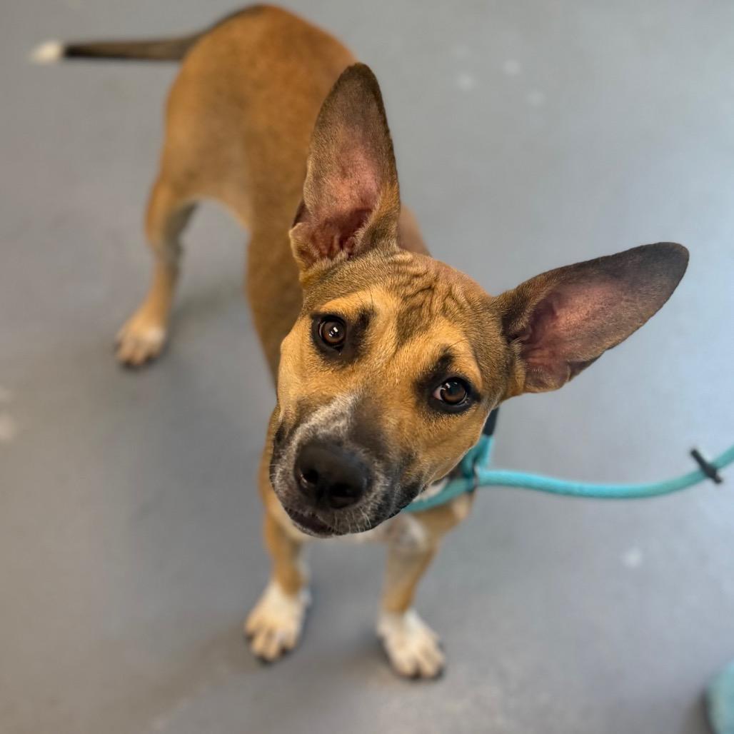 Madie, Adoptable, Adult Female Mixed Breed.