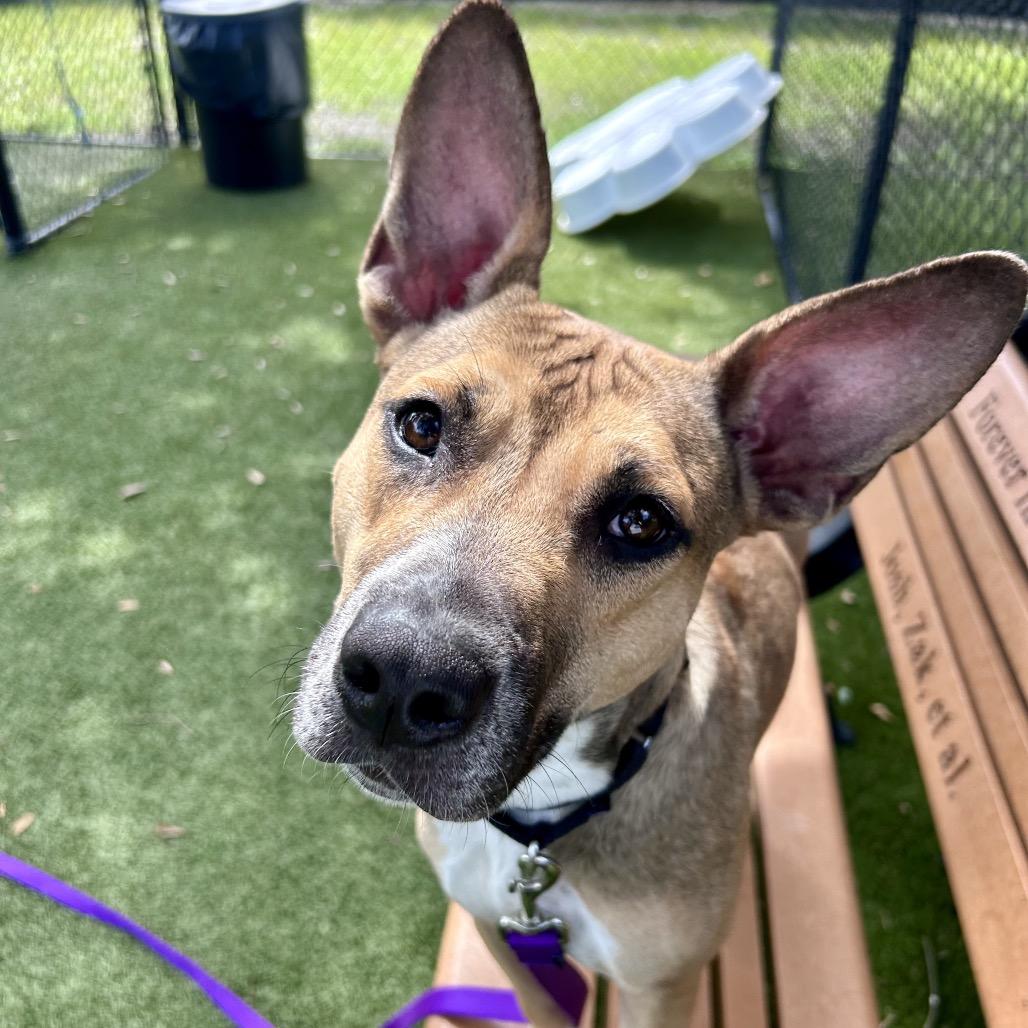 Enlarge Madie, a Adoptable Mixed Breed in Sarasota, FL image 2/6