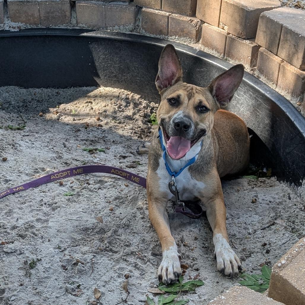 Enlarge Madie, a Adoptable Mixed Breed in Sarasota, FL image 2/4