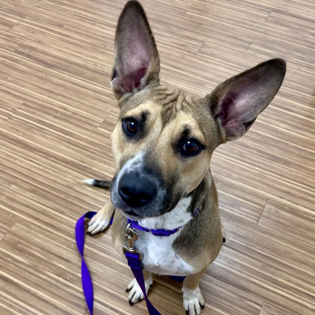 Enlarge Madie, a Adoptable Mixed Breed in Sarasota, FL image 3/4