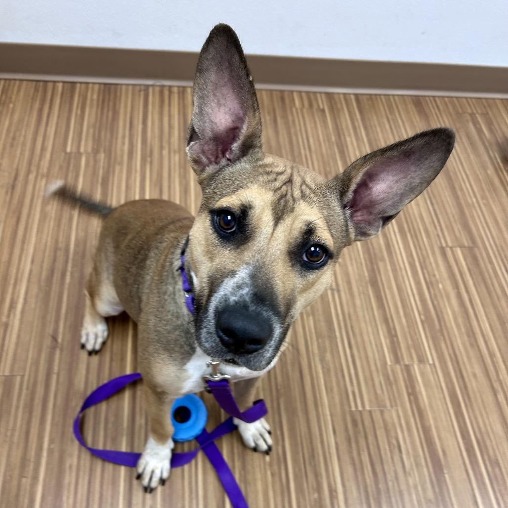 Enlarge Madie, a Adoptable Mixed Breed in Sarasota, FL image 4/4