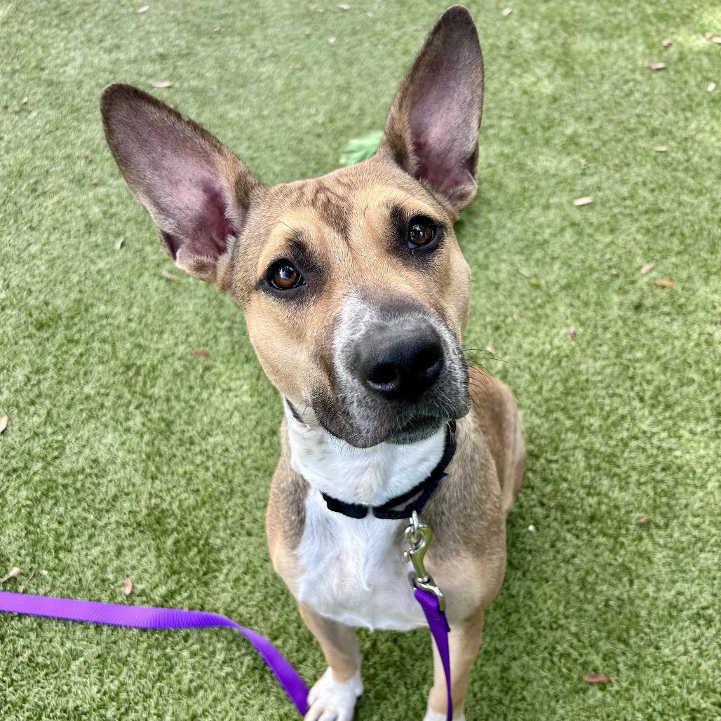 Enlarge Madie, a Adoptable Mixed Breed in Sarasota, FL image 6/6