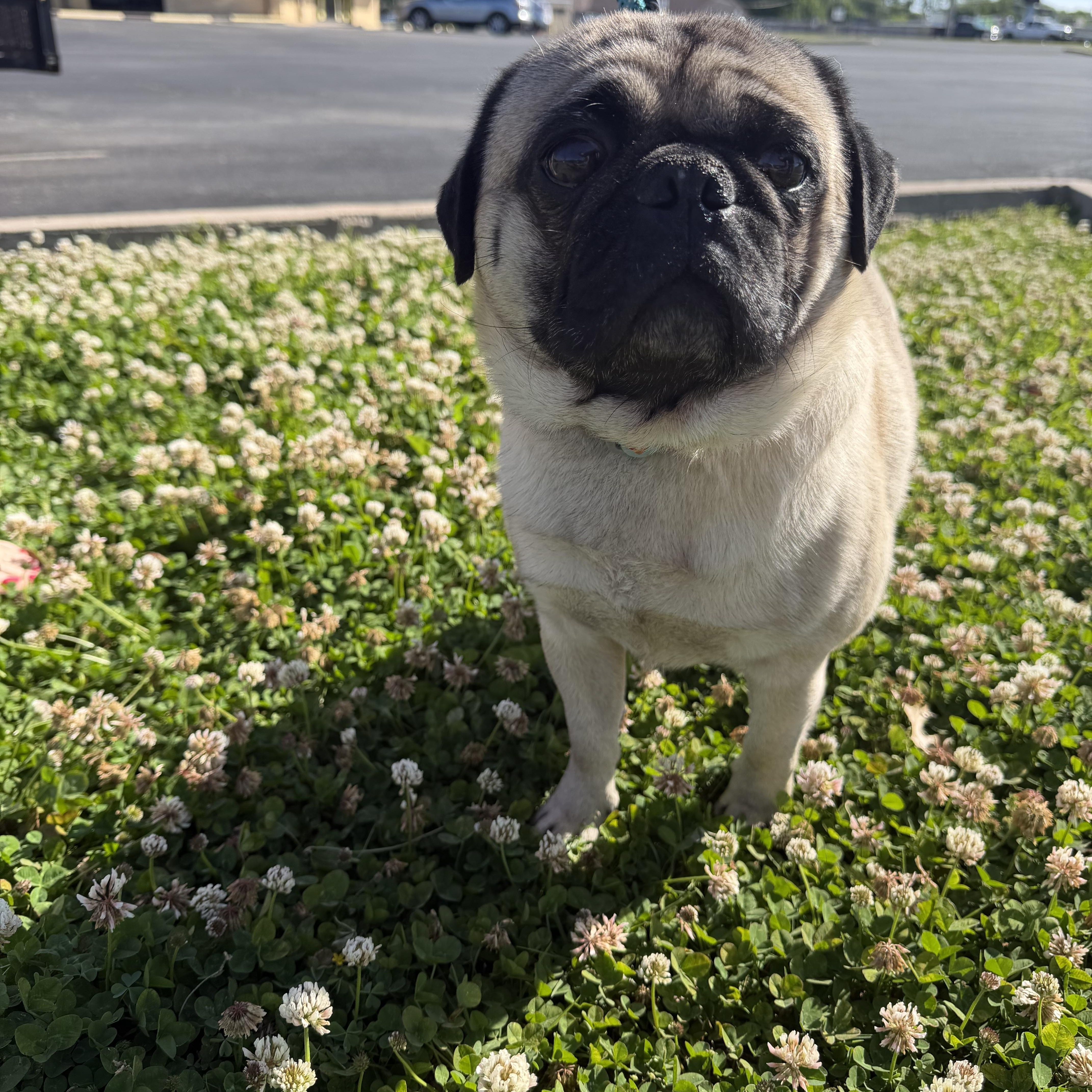 Enlarge Tug, a ADOPTABLE Pug in Broken Arrow, OK image 3/3