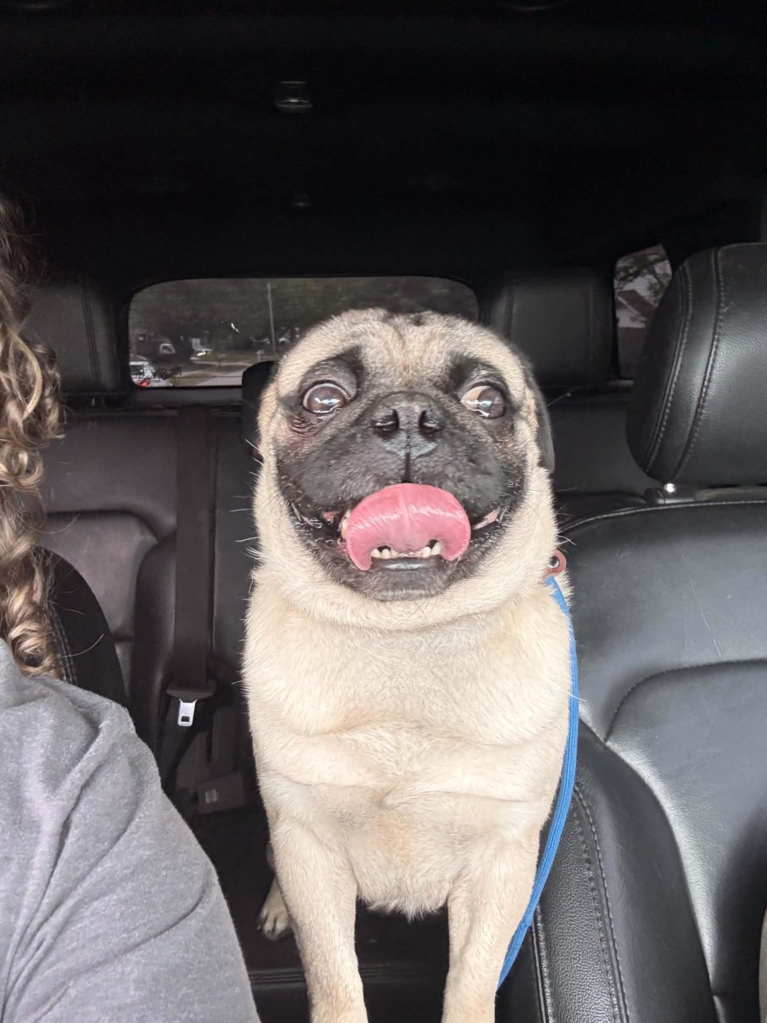Enlarge Tug, a ADOPTABLE Pug in Broken Arrow, OK image 2/3