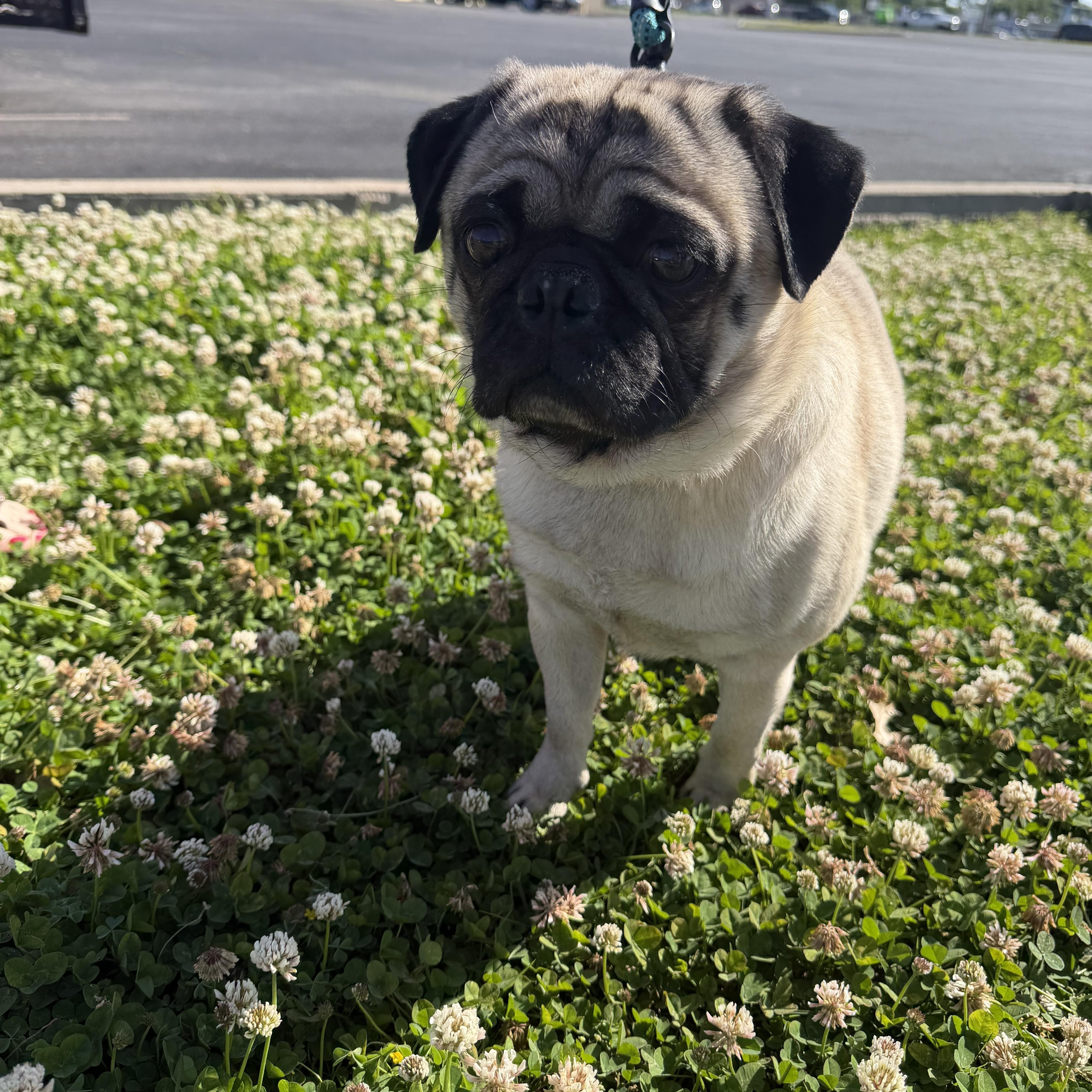 Enlarge Tug, a ADOPTABLE Pug in Broken Arrow, OK image 1/3