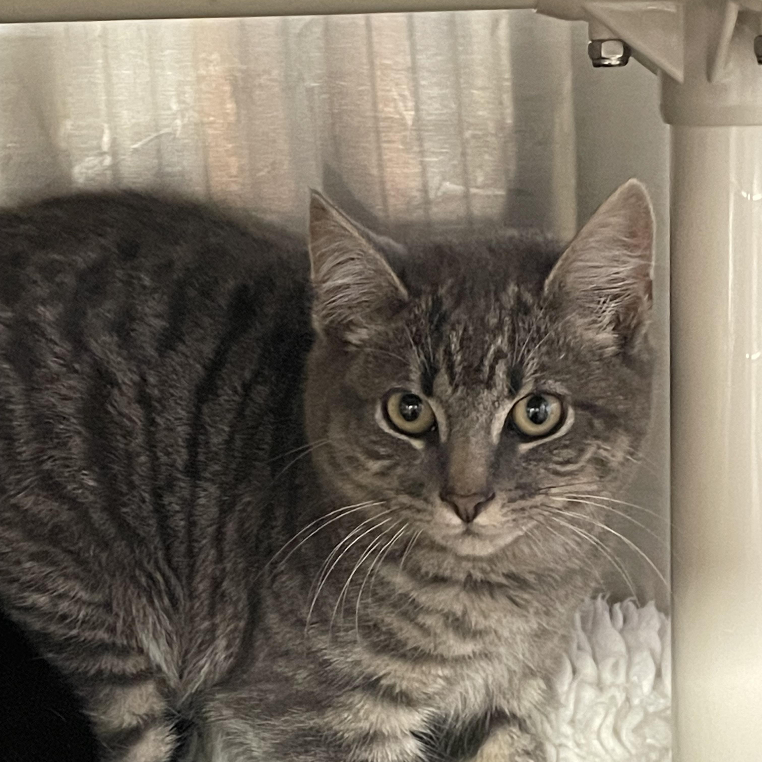 Barney, ADOPTABLE, Kitten Male Tiger.