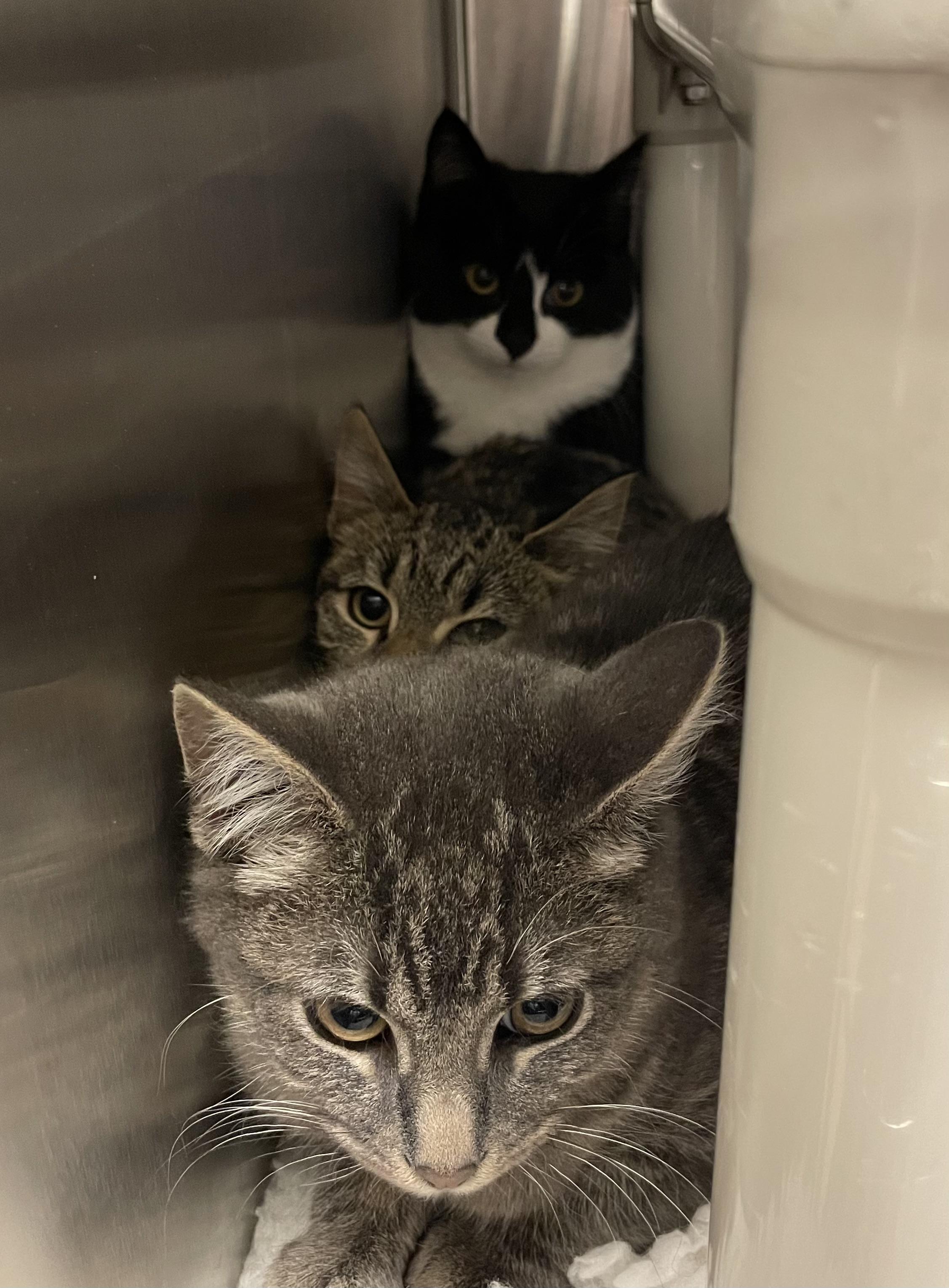 Enlarge Barney, a ADOPTABLE Tiger in North Kingstown, RI image 3/3