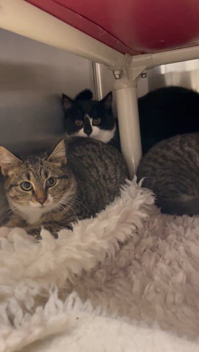 Enlarge Barney, a ADOPTABLE Tiger in North Kingstown, RI video 2/3