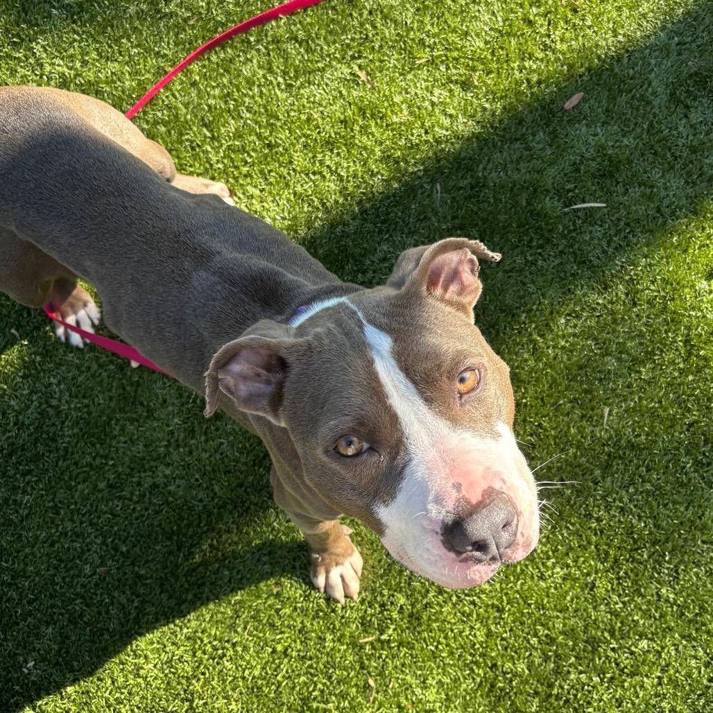 Cadence, Adoptable, Adult Female Mixed Breed.