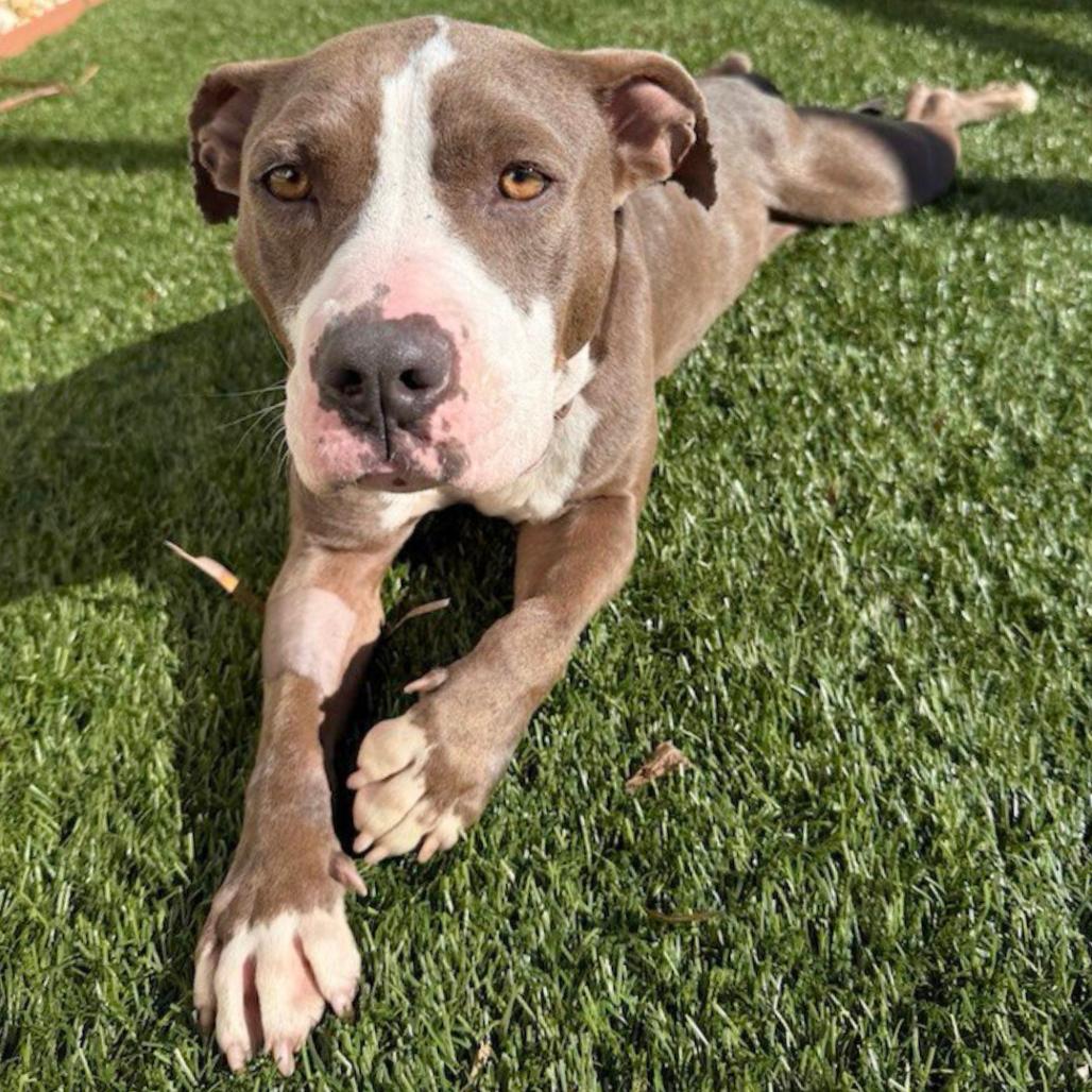 Cadence, a Adoptable Mixed Breed in Sarasota, FL image 1/6