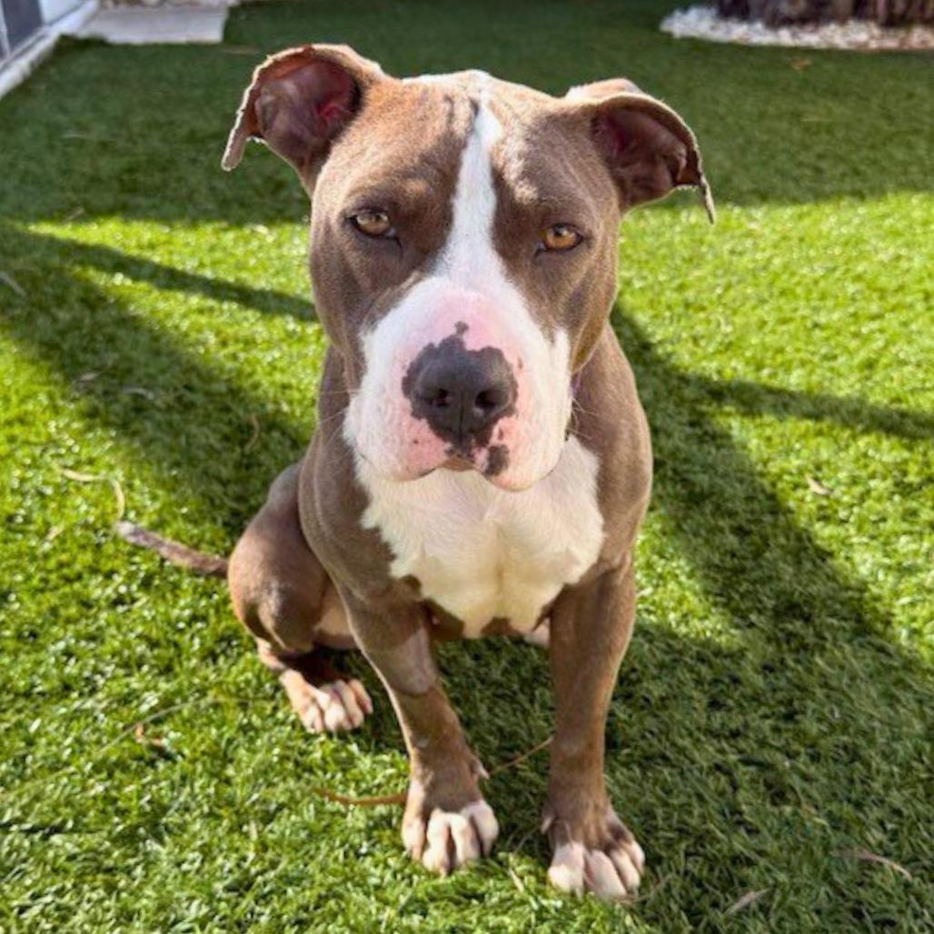 Cadence, a Adoptable Mixed Breed in Sarasota, FL image 3/6