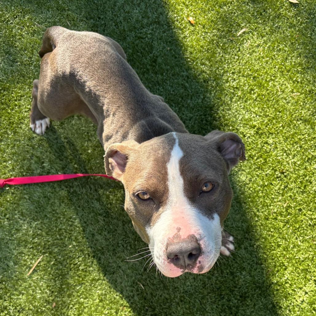 Enlarge Cadence, a Adoptable Mixed Breed in Sarasota, FL image 2/6