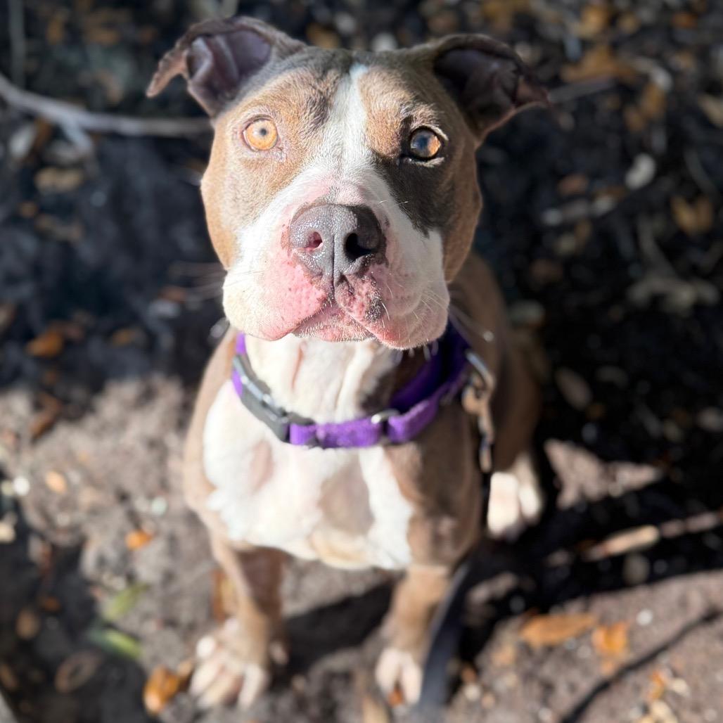 Enlarge Cadence, a Adoptable Mixed Breed in Sarasota, FL image 3/6