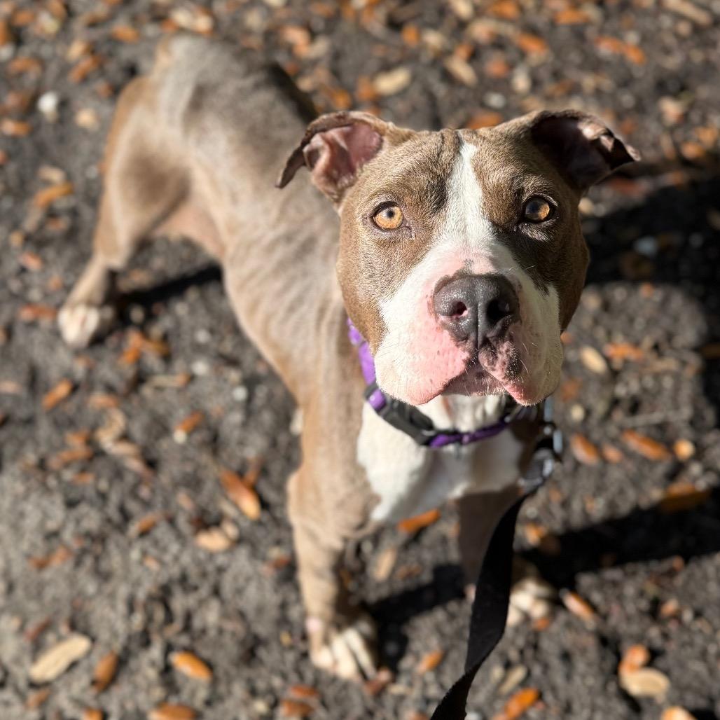 Enlarge Cadence, a Adoptable Mixed Breed in Sarasota, FL image 4/6