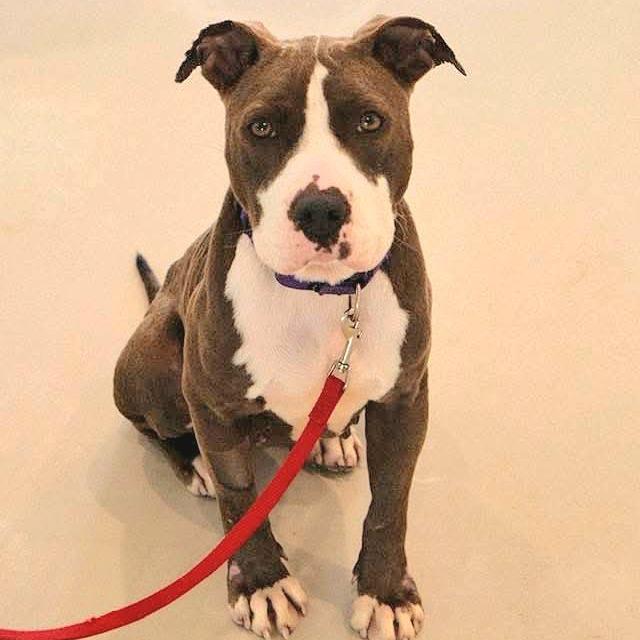 Cadence, a Adoptable Mixed Breed in Sarasota, FL image 5/6