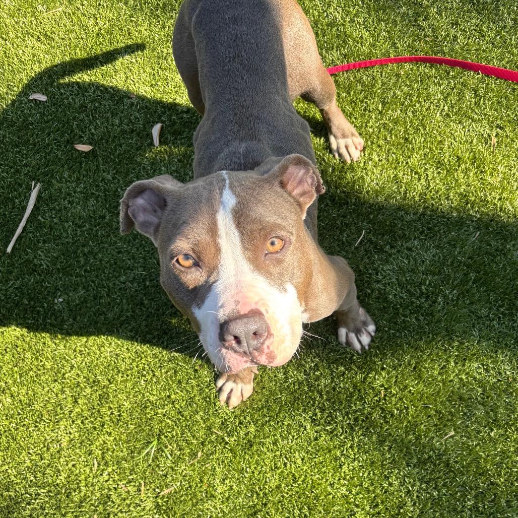 Enlarge Cadence, a Adoptable Mixed Breed in Sarasota, FL image 5/6