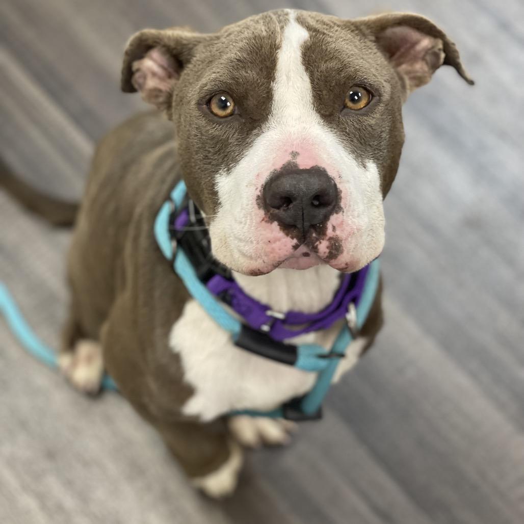 Enlarge Cadence, a Adoptable Mixed Breed in Sarasota, FL image 6/6