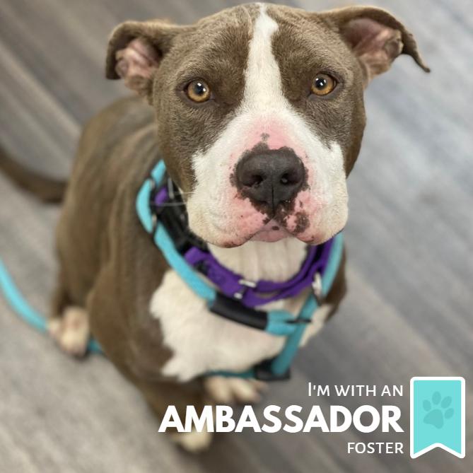 Cadence, a Adoptable Mixed Breed in Sarasota, FL image 6/6