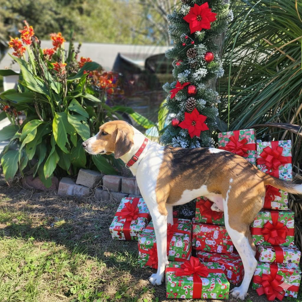 Enlarge Mason, a Adoptable Foxhound in Manhasset, NY image 1/6