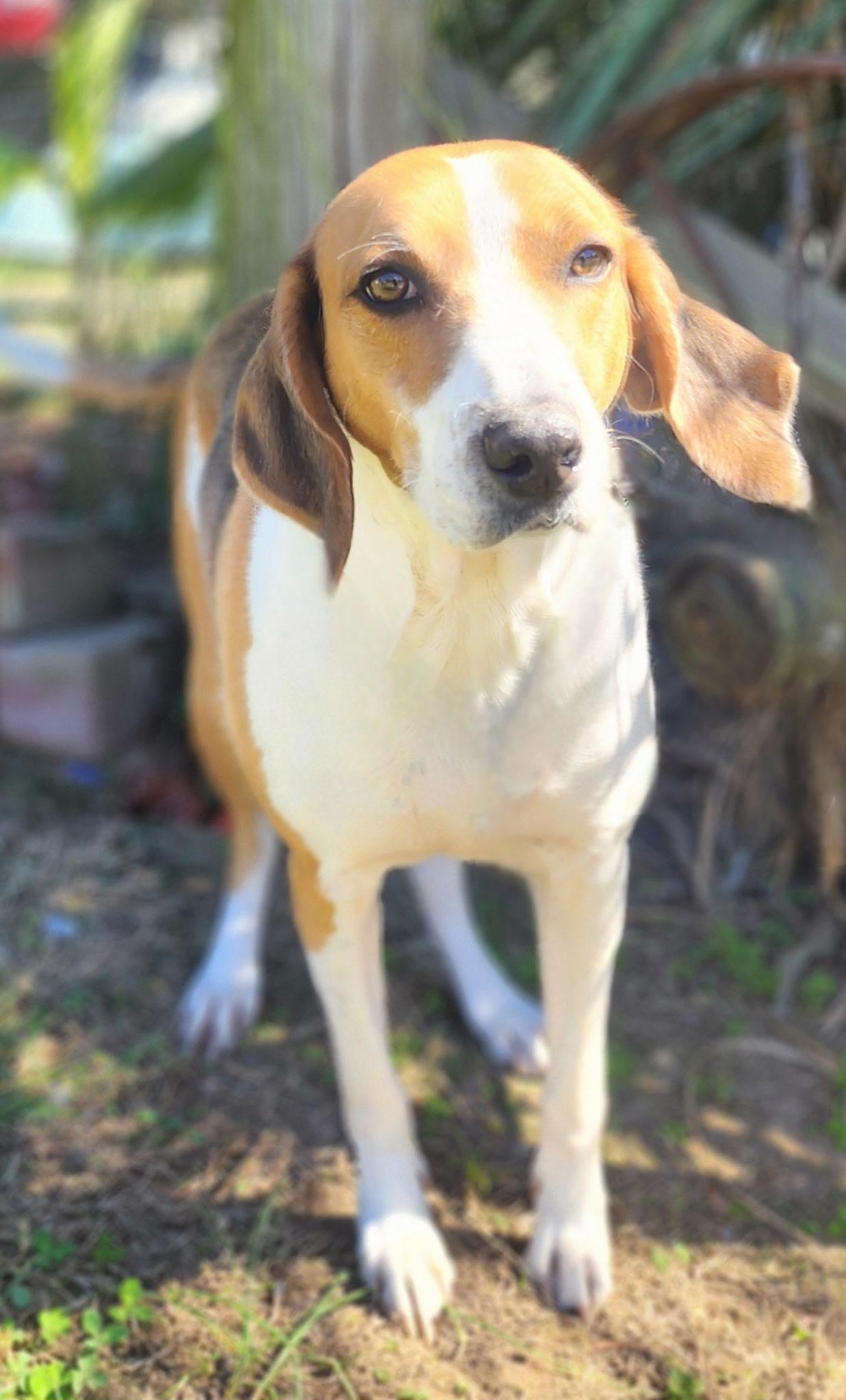 Enlarge Mason, a Adoptable Foxhound in Manhasset, NY image 3/6