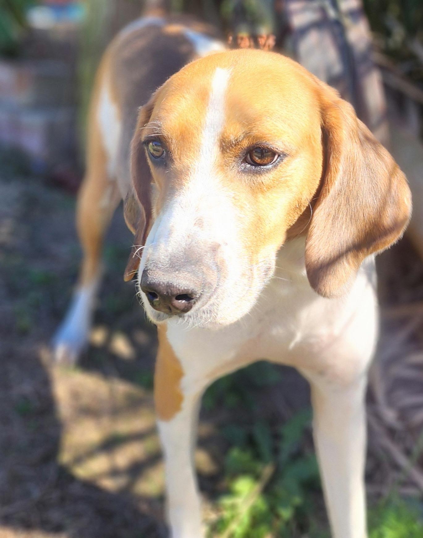 Enlarge Mason, a Adoptable Foxhound in Manhasset, NY image 6/6