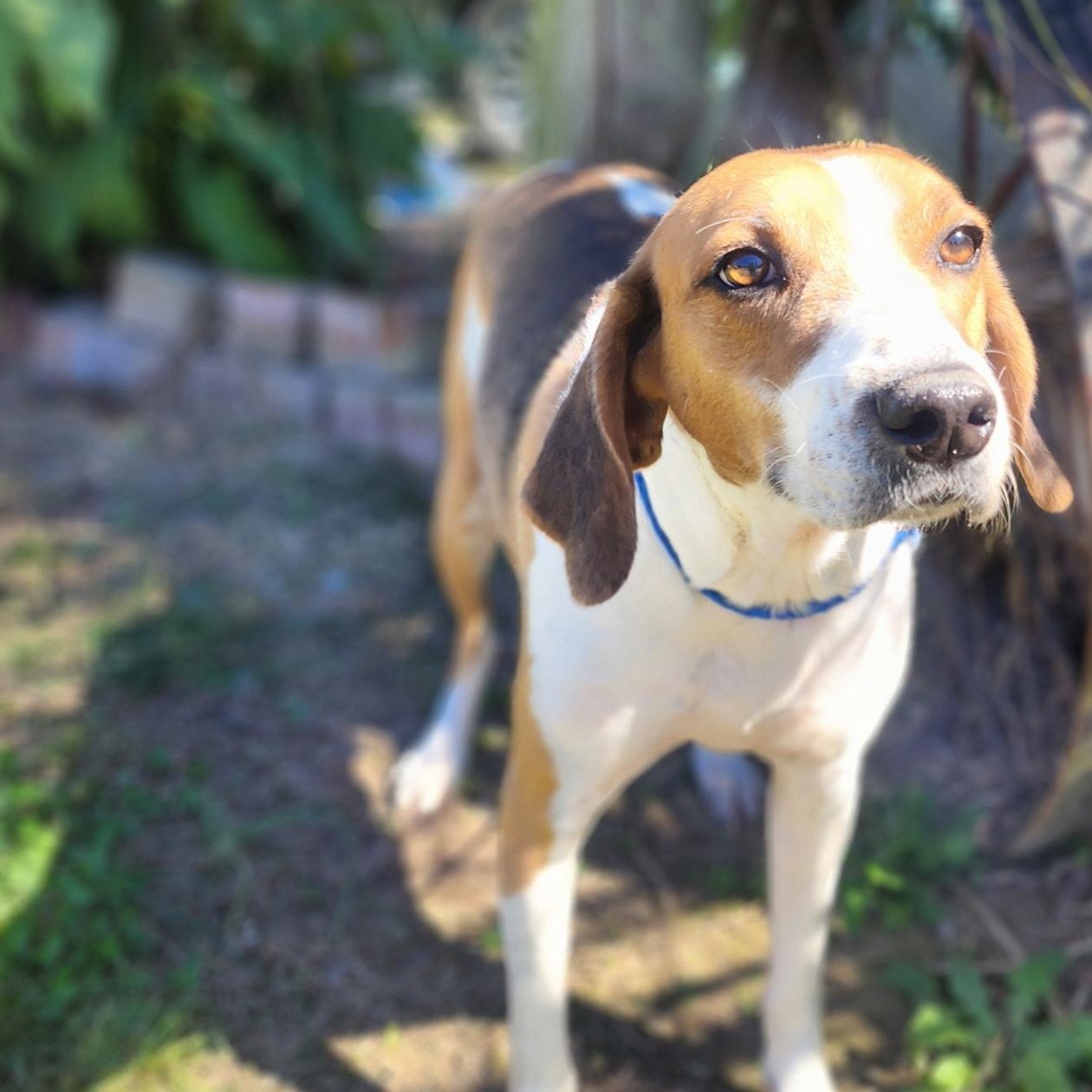 Enlarge Mason, a Adoptable Foxhound in Manhasset, NY image 4/6
