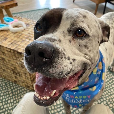 Enlarge INKY (220), a Adoptable mixed breed in Indiantown, FL image 3/6