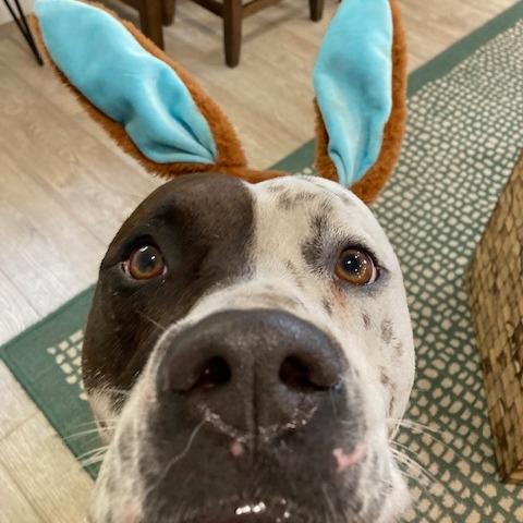 Enlarge INKY (220), a Adoptable mixed breed in Indiantown, FL image 1/6