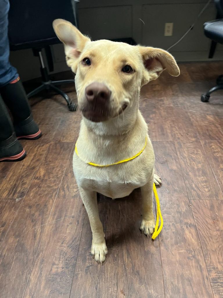 Enlarge Dog Kennel #2 Wiggle-Butt, a Adoptable mixed breed in Greenville, TX image 2/6