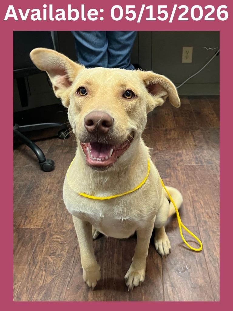 Enlarge Dog Kennel #2 Wiggle-Butt, a Adoptable mixed breed in Greenville, TX image 3/6