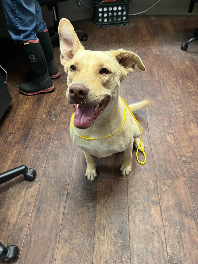 Enlarge Dog Kennel #2 Wiggle-Butt, a Adoptable mixed breed in Greenville, TX image 4/6