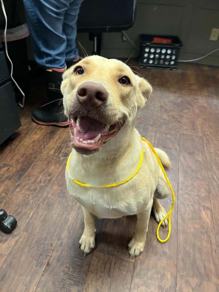 Enlarge Dog Kennel #2 Wiggle-Butt, a Adoptable mixed breed in Greenville, TX image 5/6