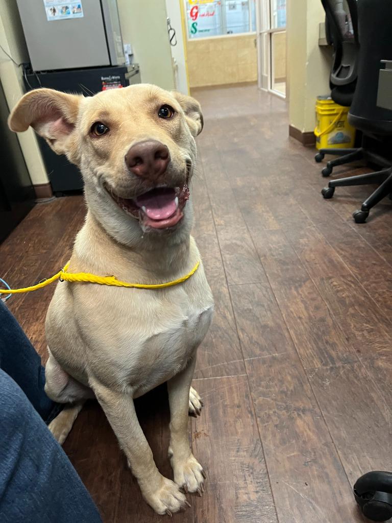 Enlarge Dog Kennel #2 Wiggle-Butt, a Adoptable mixed breed in Greenville, TX image 6/6