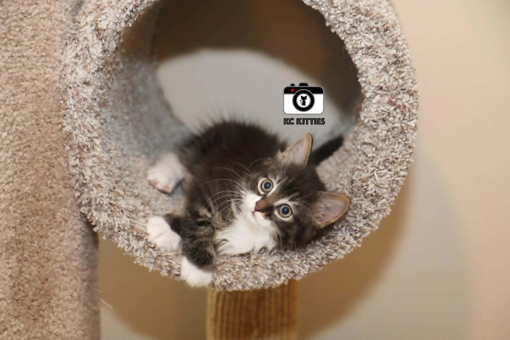 Enlarge Aztec, an adopted Domestic Long Hair in Overland Park, KS image 4/5