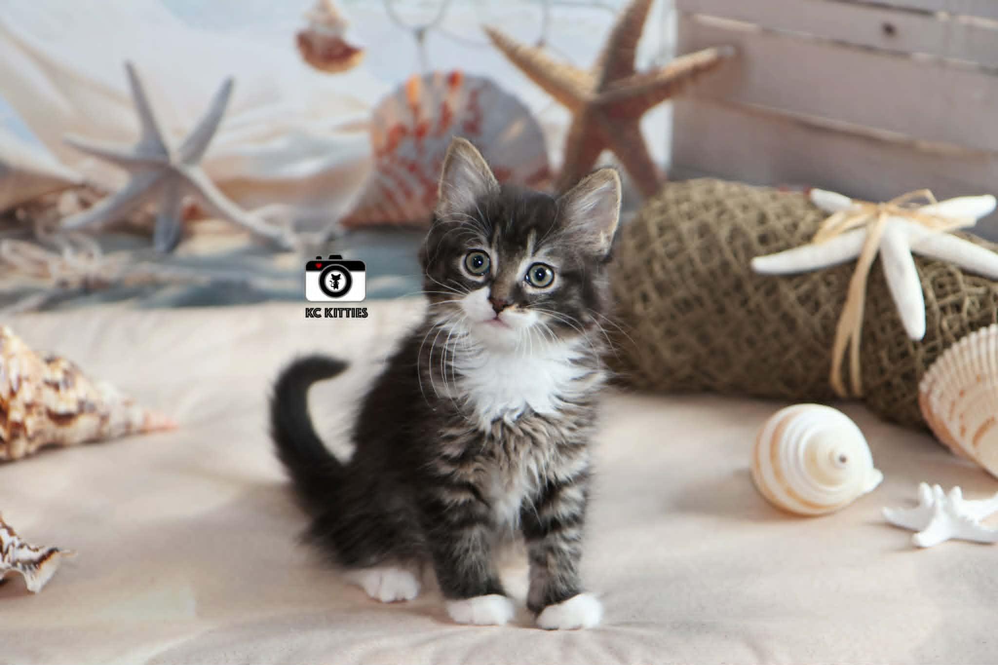 Enlarge Aztec, an adopted Domestic Long Hair in Overland Park, KS image 1/5
