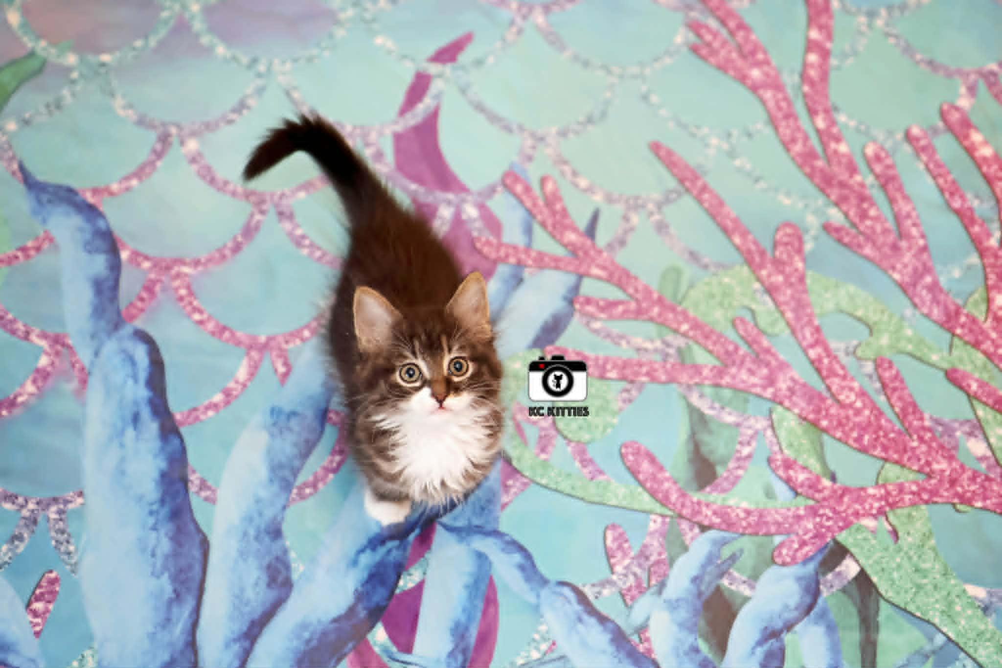 Enlarge Aztec, an adopted Domestic Long Hair in Overland Park, KS image 5/5