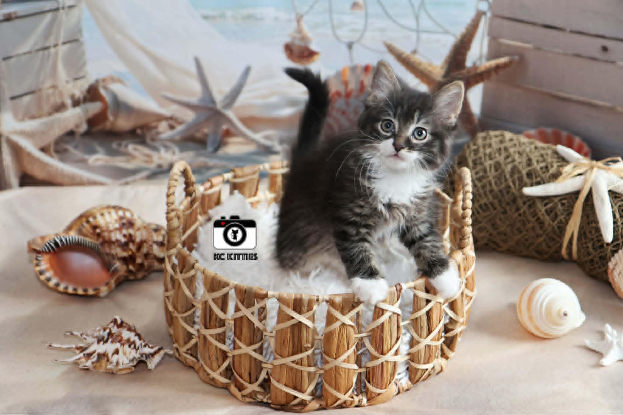 Enlarge Aztec, an adopted Domestic Long Hair in Overland Park, KS image 3/5