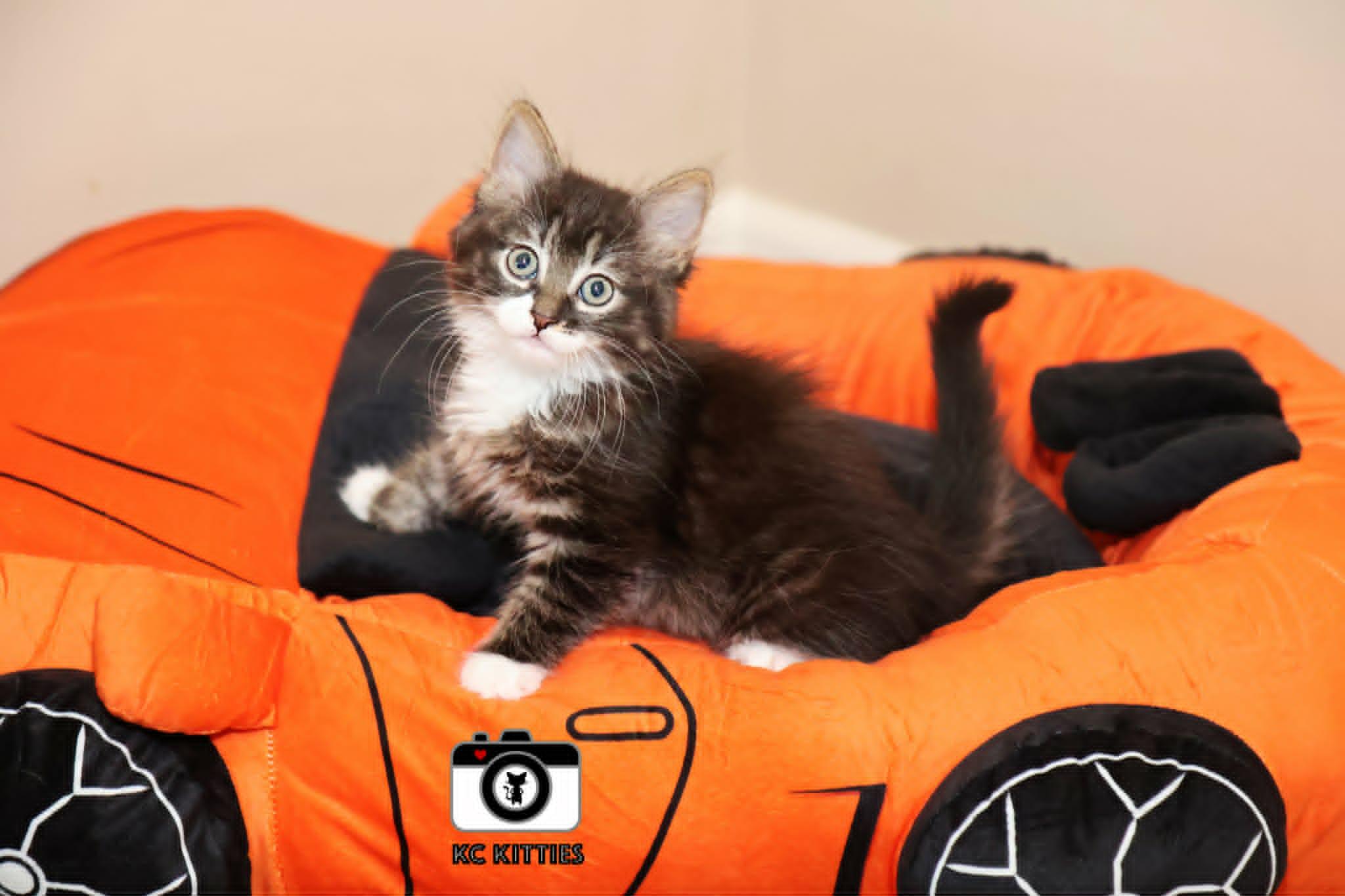 Enlarge Aztec, an adopted Domestic Long Hair in Overland Park, KS image 2/5