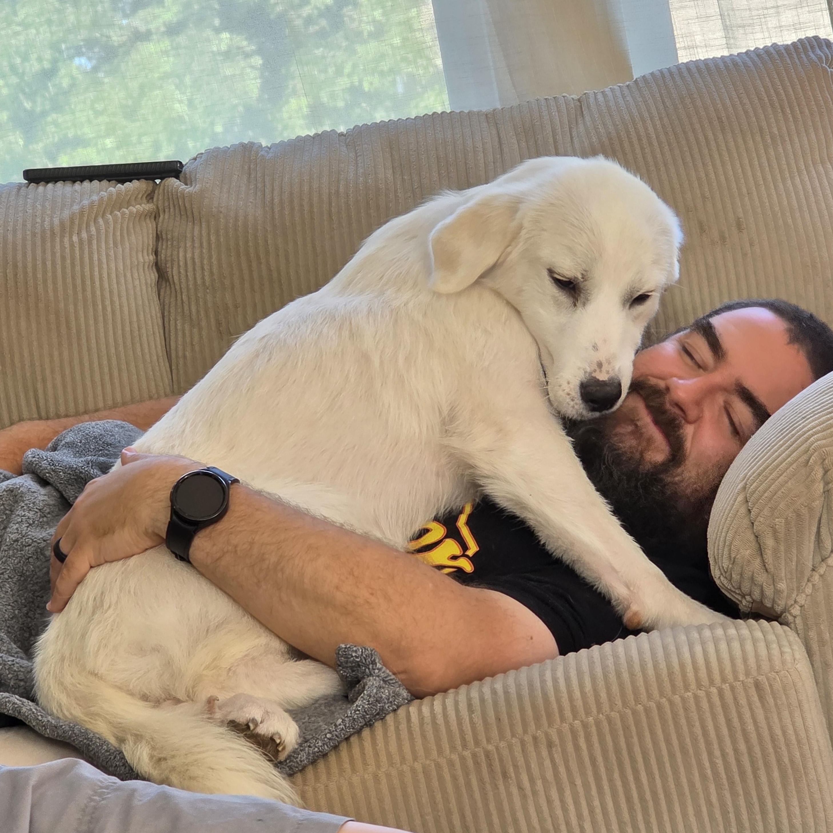 Maisy, a ADOPTABLE Great Pyrenees in Olathe, KS image 5/6