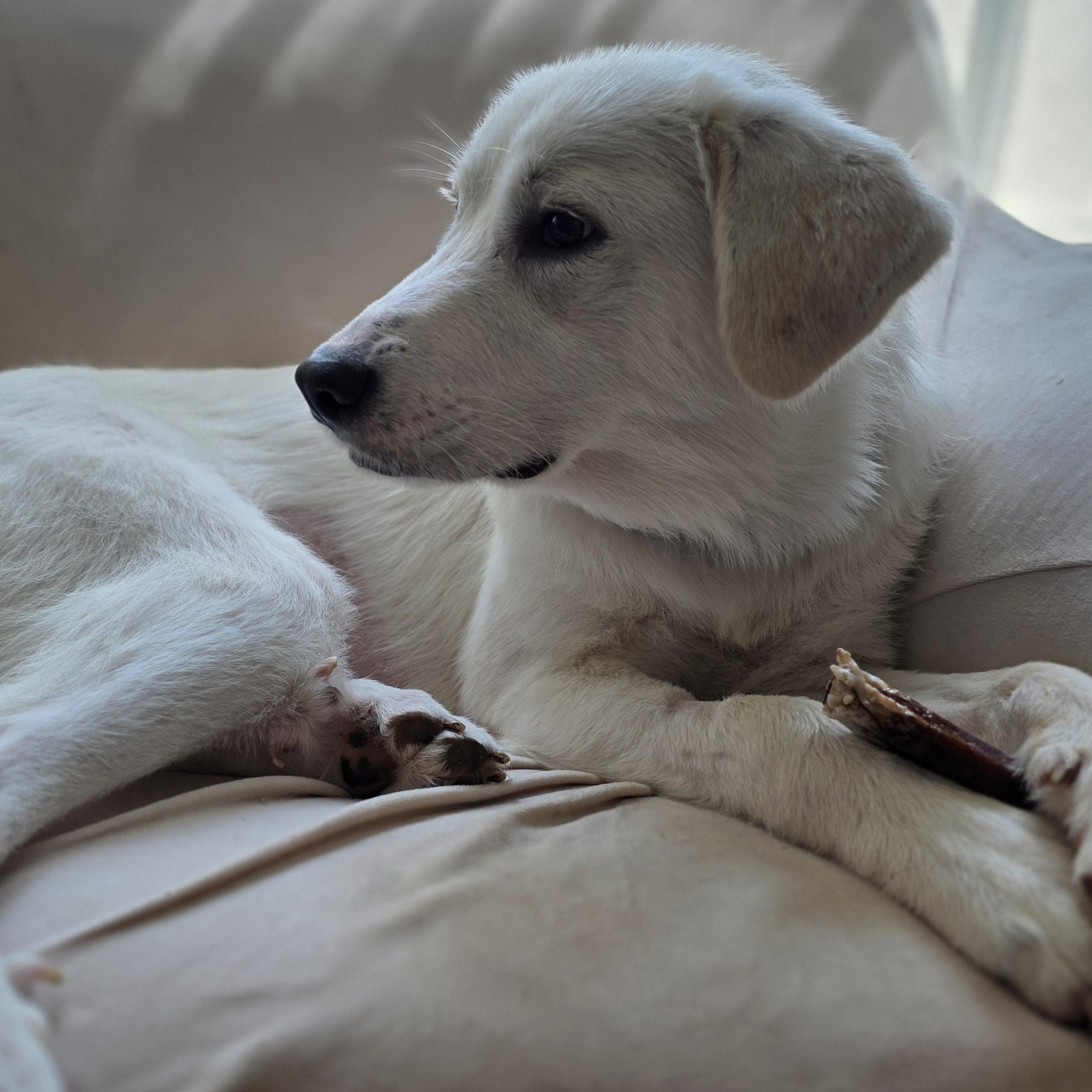 Maisy, ADOPTABLE, Puppy Female Great Pyrenees.