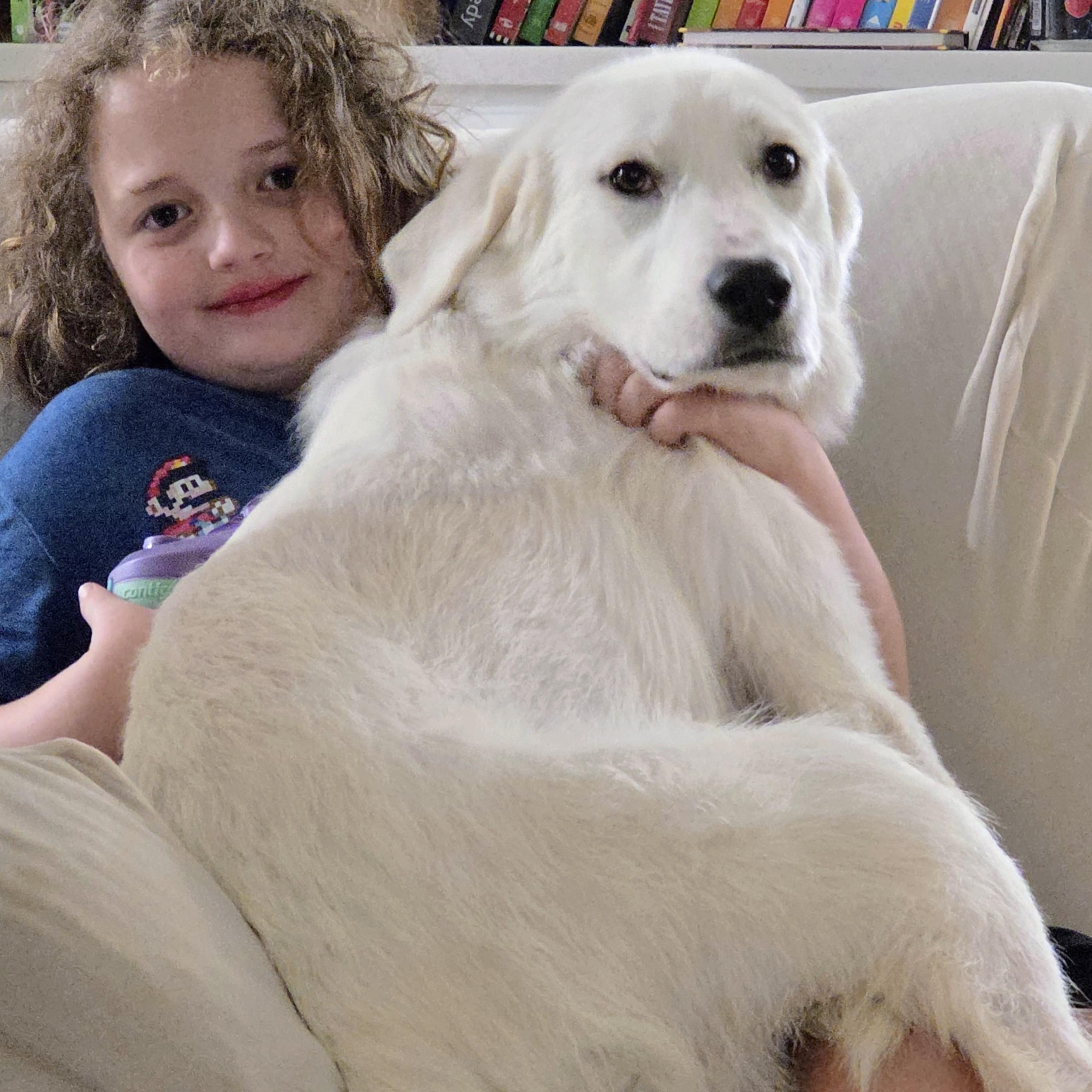 Maisy, a ADOPTABLE Great Pyrenees in Olathe, KS image 4/6