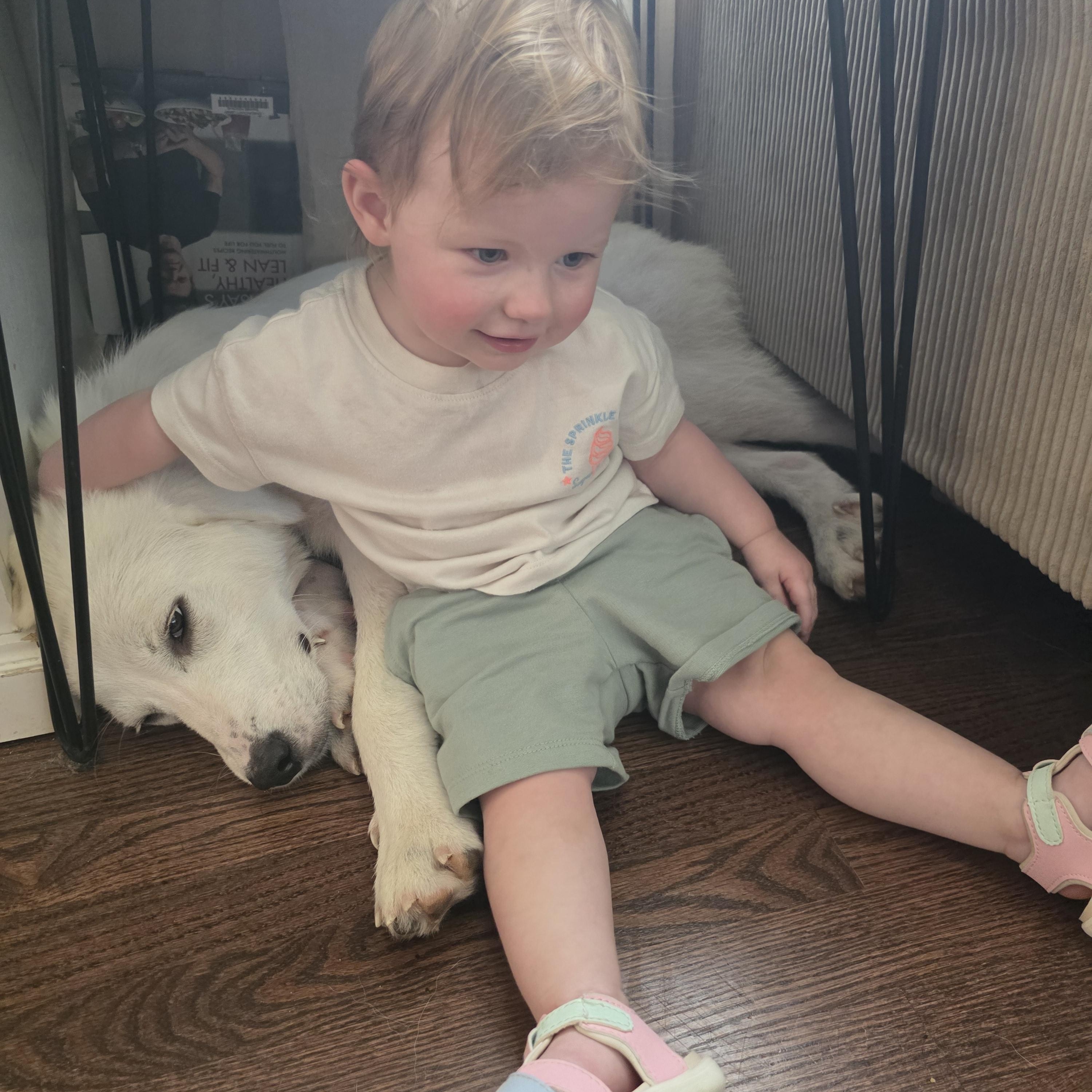 Maisy, a ADOPTABLE Great Pyrenees in Olathe, KS image 3/6