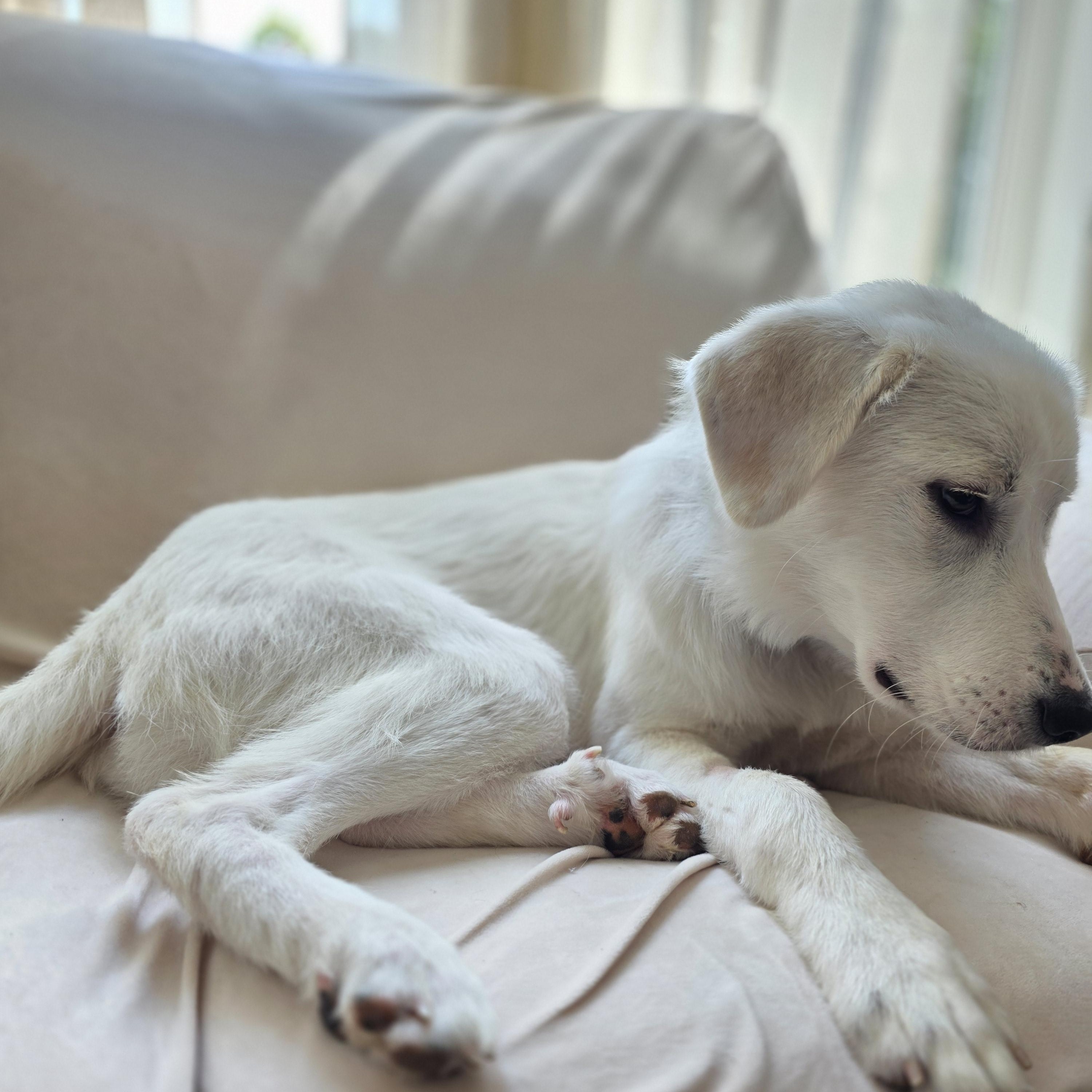Maisy, a ADOPTABLE Great Pyrenees in Olathe, KS image 6/6