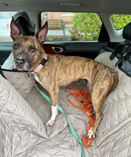 Seabiscuit, Adoptable, Adult Female Terrier & Mixed Breed.
