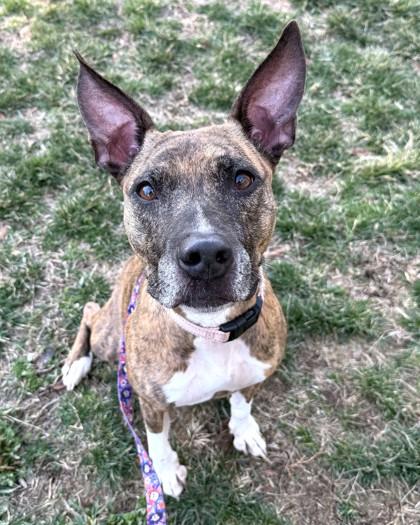 Enlarge Seabiscuit, a Adoptable mixed breed in Washington, DC image 1/3