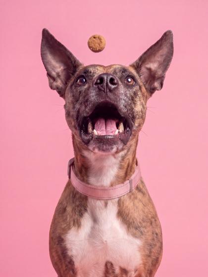 Enlarge Seabiscuit, a Adoptable mixed breed in Washington, DC image 2/3