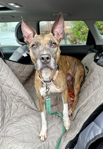 Enlarge Seabiscuit, a Adoptable mixed breed in Washington, DC image 3/3